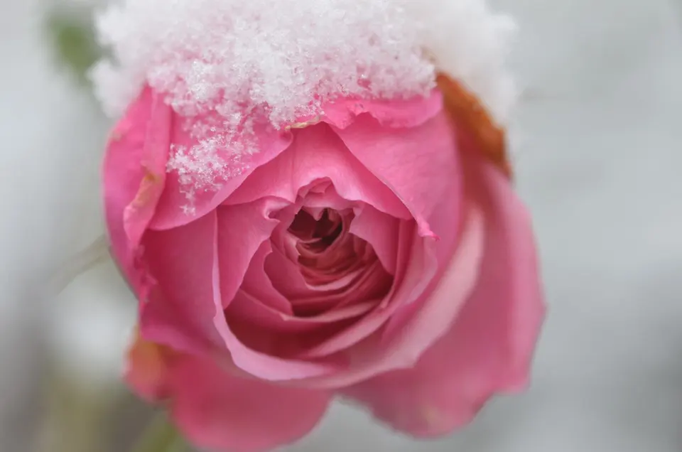 Rosenblüte mit frischem Schnee auf den Blütenblättern