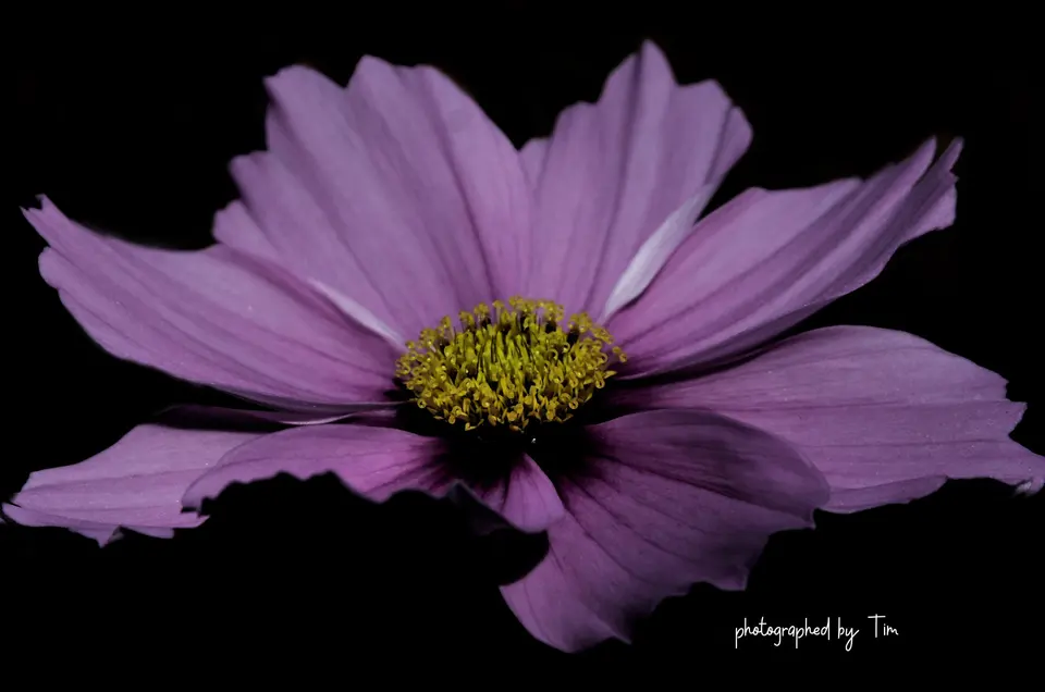 Violette Cosmea-Blüte vor tiefschwarzem Hintergrund