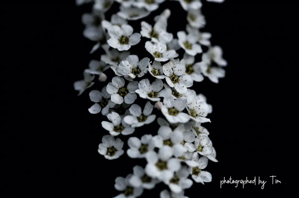 Weisse Spierstrauch-Blüten vor schwarzem Hintergrund