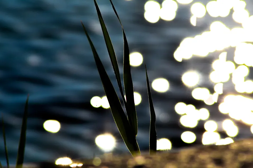 Grashalme im Gegenlicht vor glitzerndem Wasser