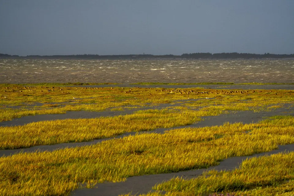 Goldene Salzwiese mit rastenden Watvögeln vor aufgewühlter See