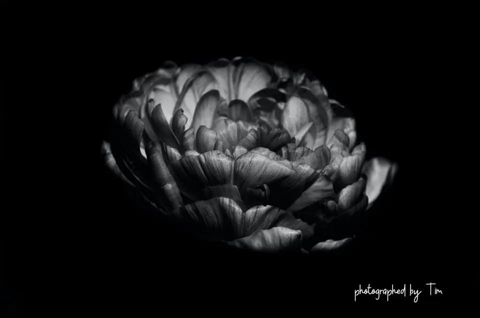 Ranunkel-Blüte in Schwarz-Weiss vor dunklem Hintergrund