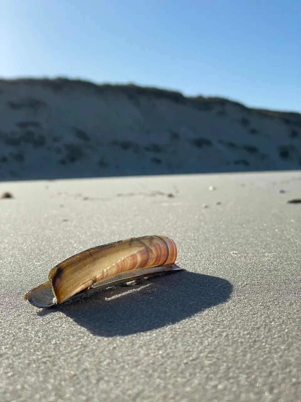 Muschelschale im Sand vor Düne und blauem Himmel