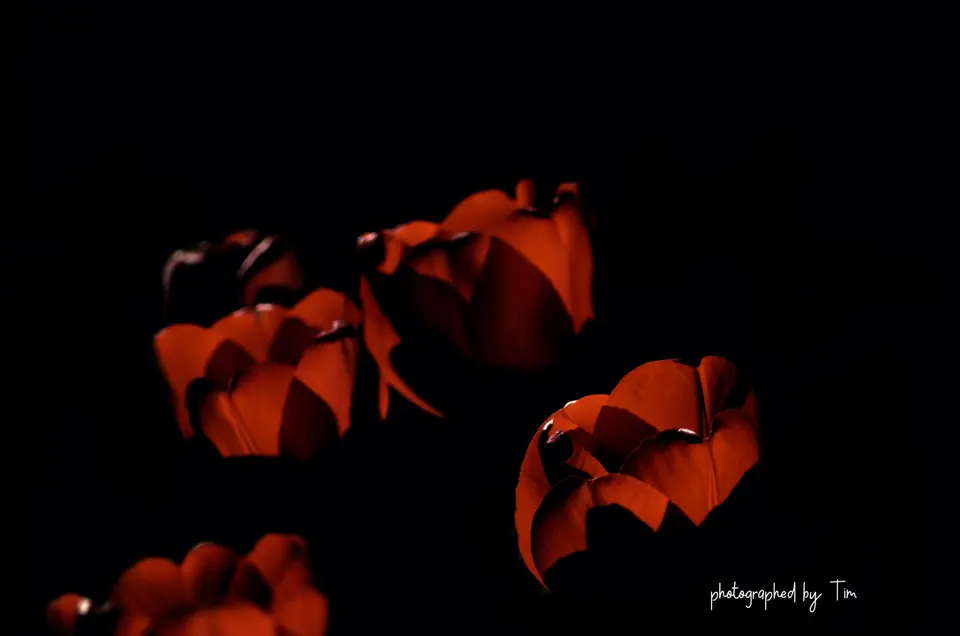 Rote Tulpen im Streiflicht vor schwarzem Hintergrund