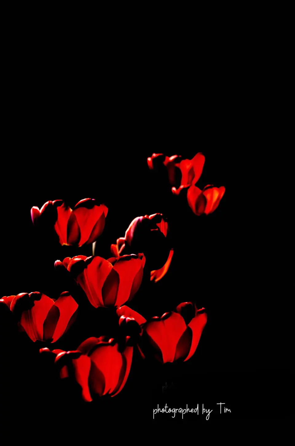 Leuchtend rote Tulpen im Dunkeln, hochformatig