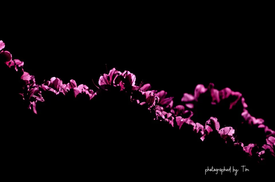 Pinke Bougainvillea-Ranke vor schwarzem Hintergrund
