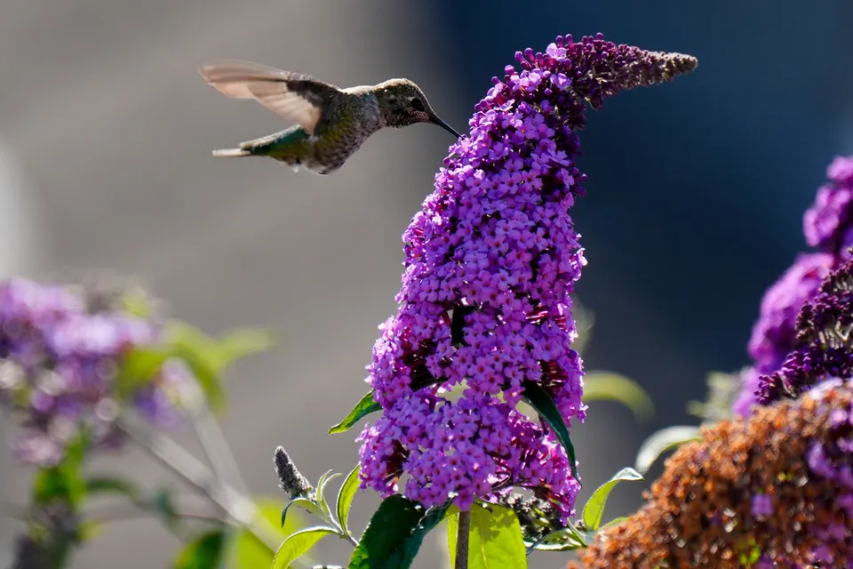 Kolibri im Flug an einem Sommerflieder