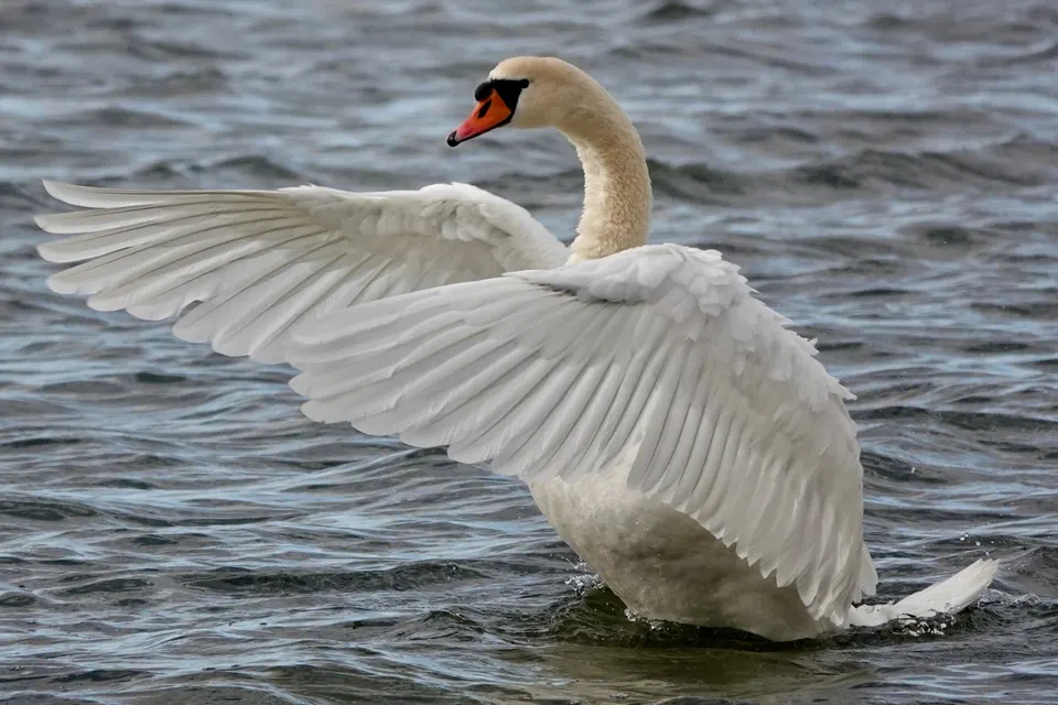 Höckerschwan schlägt mit den Flügeln auf dem See