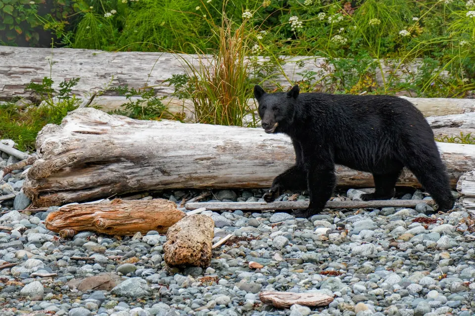 Schwarzbär läuft über einen Kiesstrand mit Treibholz