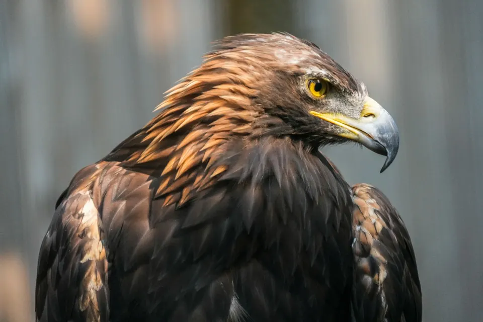 Steinadler im Profil mit goldenem Nackengefieder
