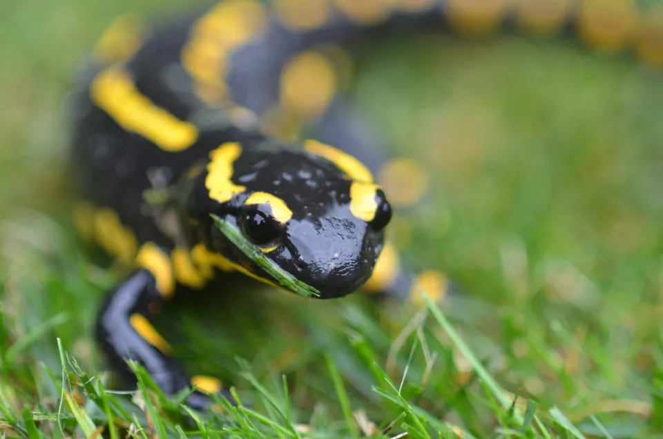 Feuersalamander im feuchten Gras