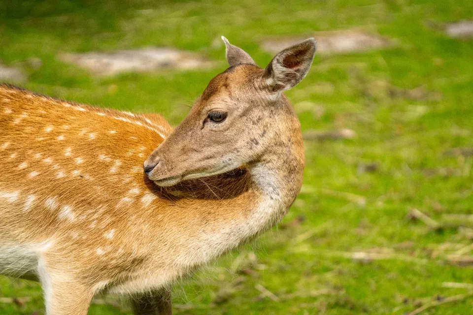 Damhirschkuh mit weissen Punkten auf grüner Wiese
