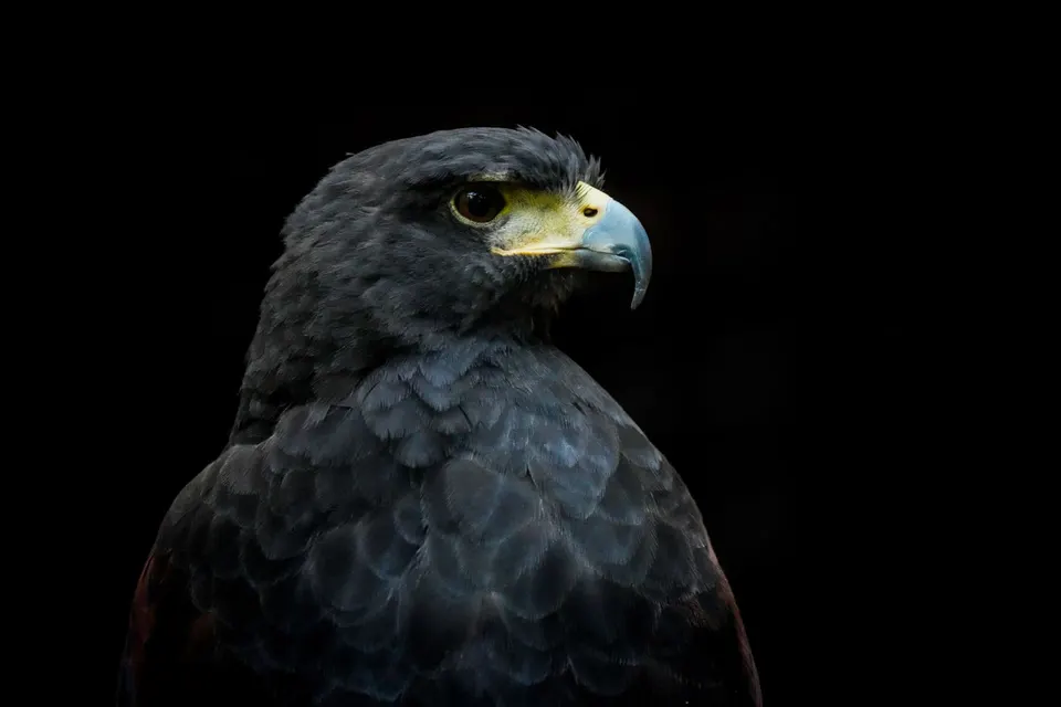 Wüstenbussard vor schwarzem Hintergrund