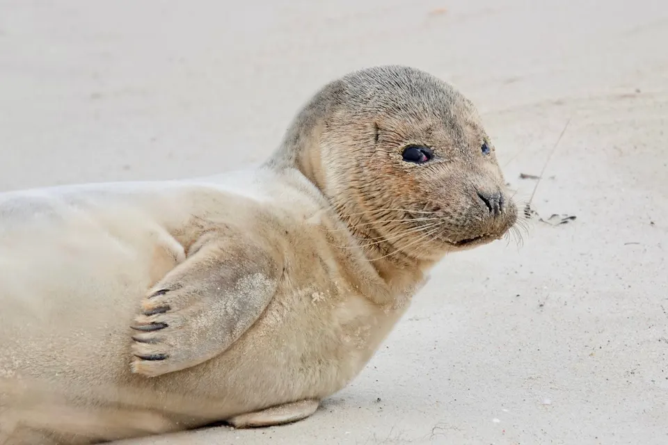 Junger Seehund ruht entspannt im hellen Sand