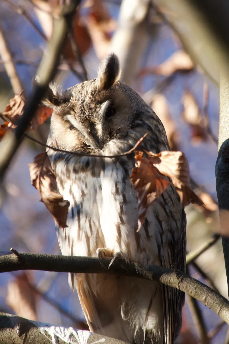Waldohreule döst im Sonnenlicht zwischen Ästen