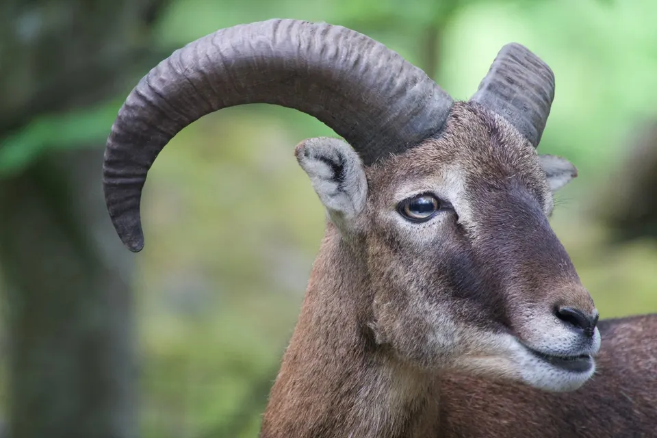 Mufflon-Widder mit geschwungenen Hörnern im Wald