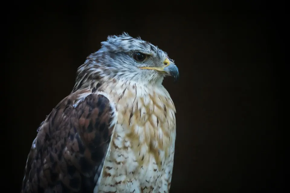 Greifvogel im Profil vor tiefschwarzem Hintergrund