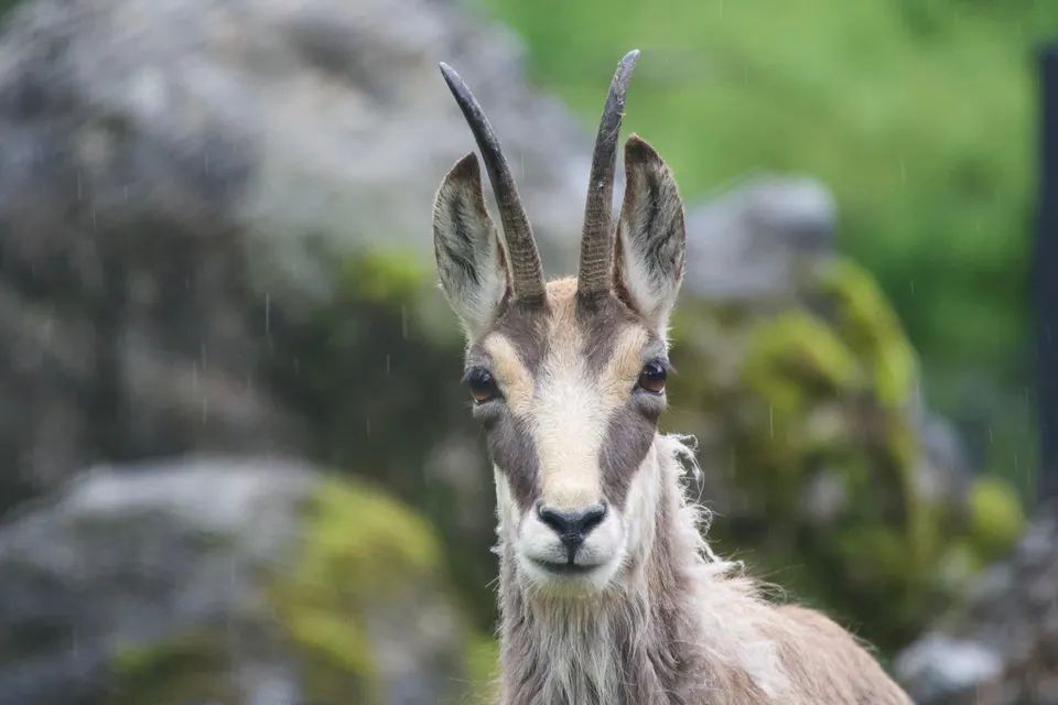 Junge Gämse im Regen vor moosbewachsenem Fels