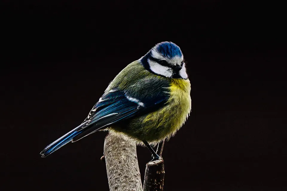 Blaumeise auf einem Ast vor dunklem Hintergrund