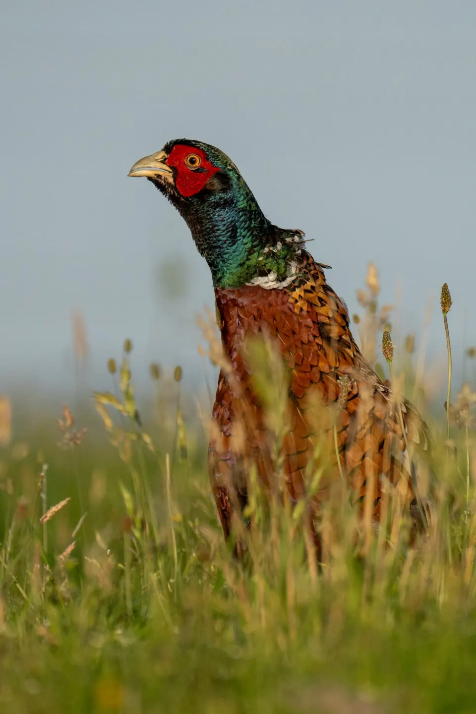 Fasanenhahn im Morgenlicht in hohem Gras