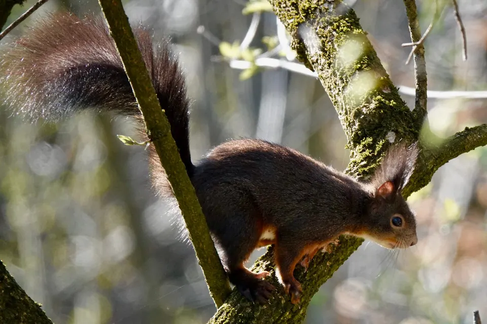 Eichhörnchen im Gegenlicht auf einem Ast