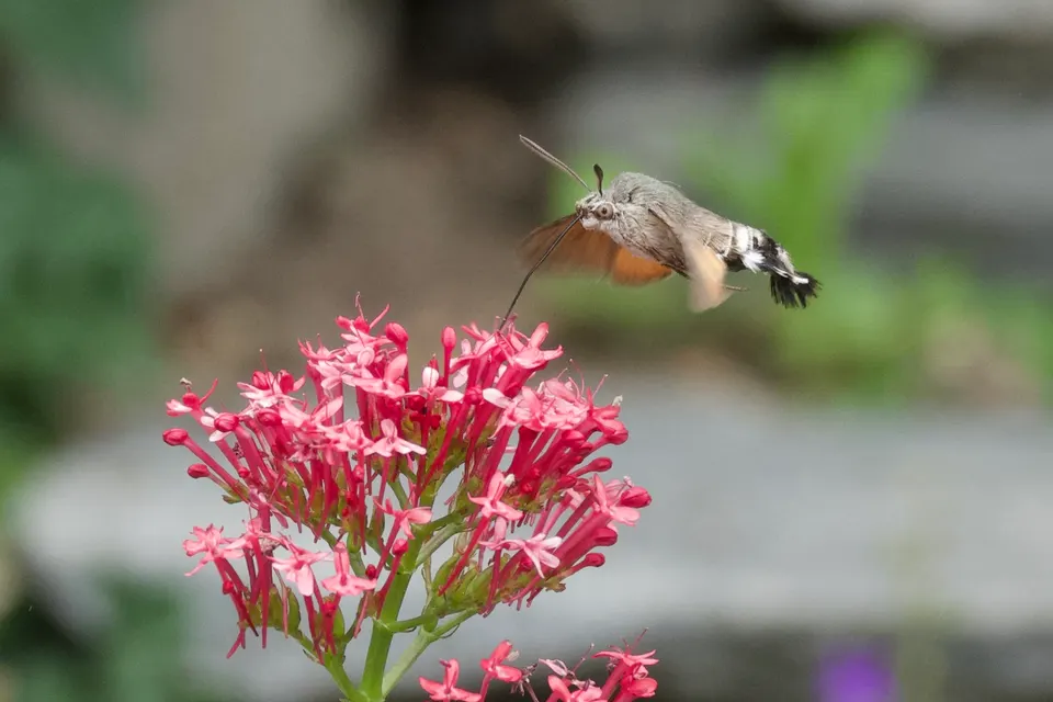 Taubenschwänzchen saugt Nektar an roter Blüte