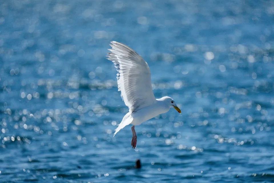 Möwe hebt über glitzerndem Wasser ab