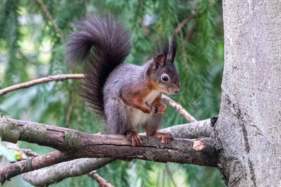 Eichhörnchen frisst sitzend auf einem Ast