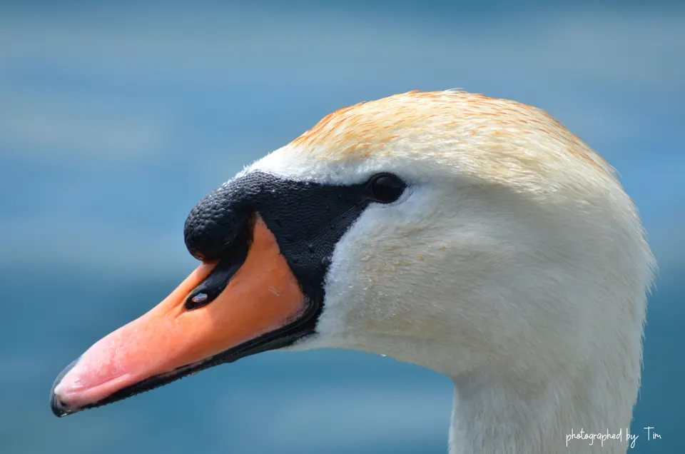 Höckerschwan im Profil vor blauem Wasser