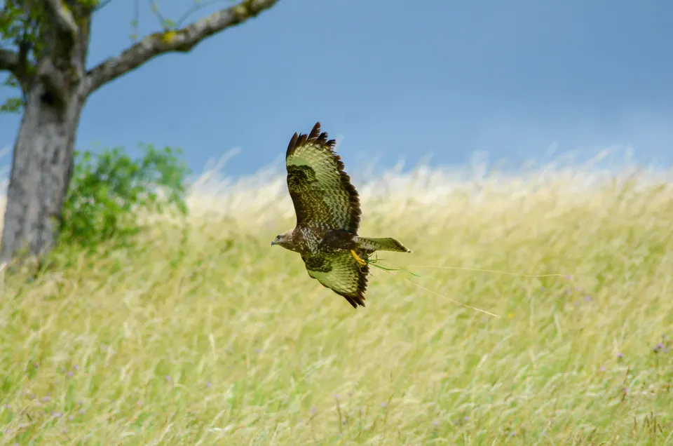 Mäusebussard im Gleitflug über einer Sommerwiese