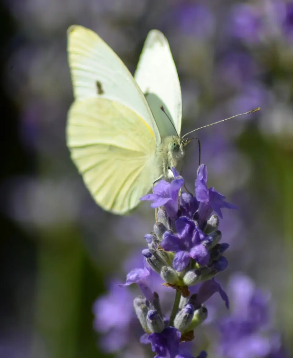 Kohlweissling saugt Nektar an einer Lavendelblüte