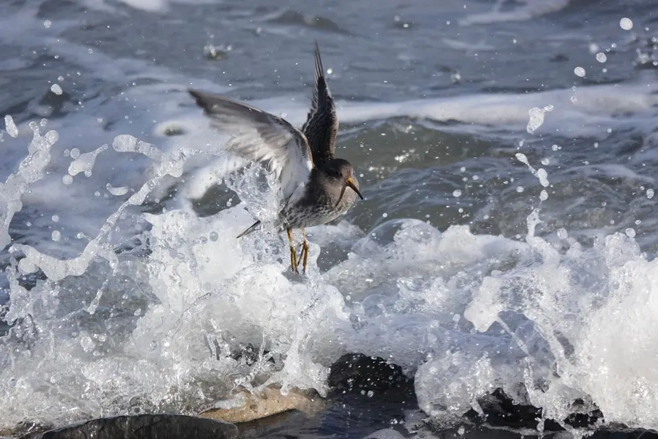 Meerstrandläufer breitet die Flügel in der Gischt aus