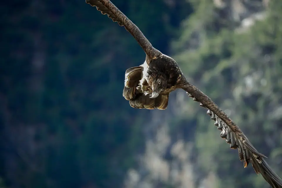 Junger Bartgeier im Anflug vor einer Felswand