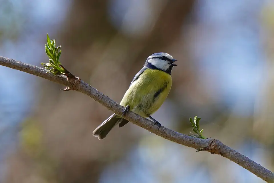 Blaumeise singt auf einem Zweig im Frühling