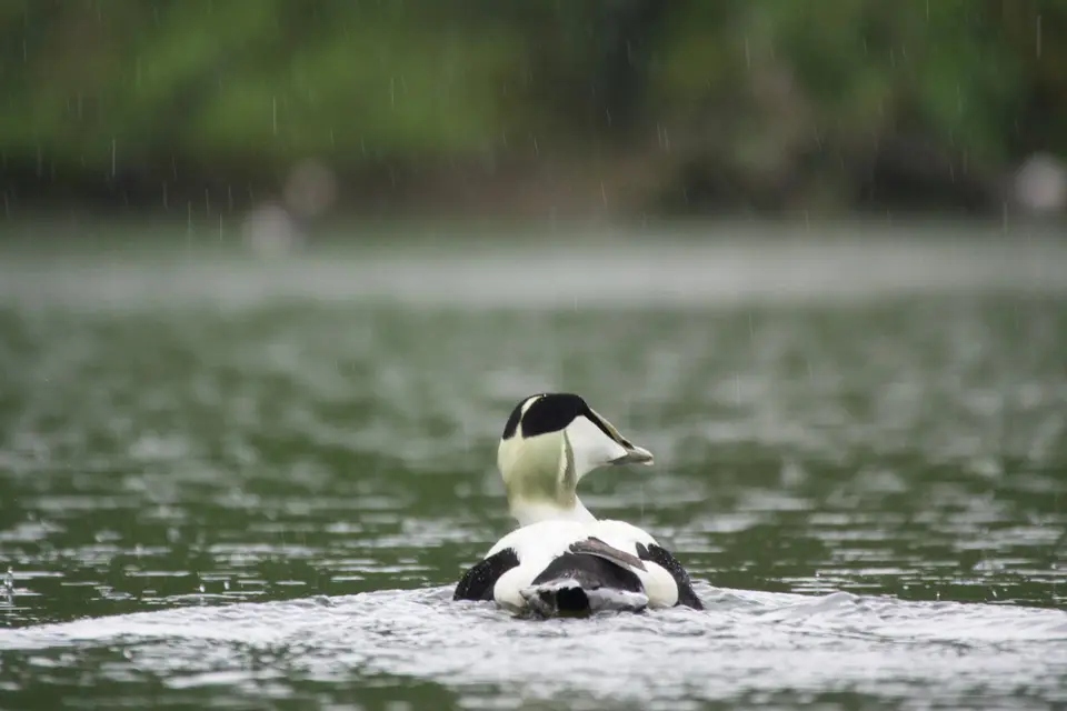 Eiderente schwimmt im Regen über dunkles Wasser