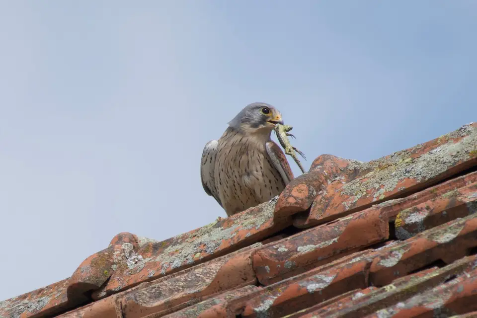 Turmfalke mit Beute auf einem Ziegeldach