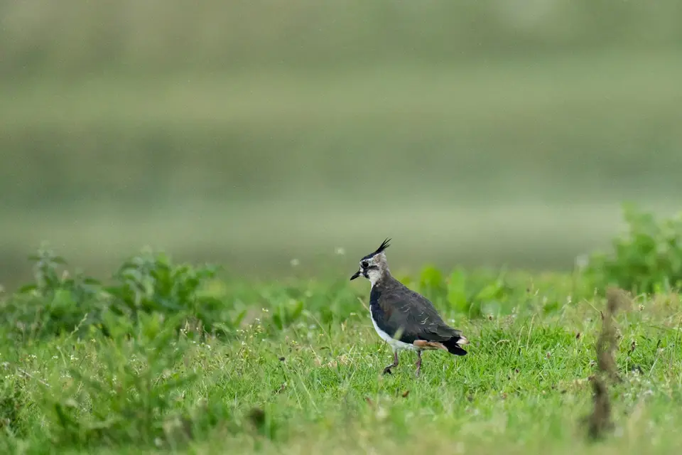 Kiebitz mit Federschopf auf einer feuchten Wiese