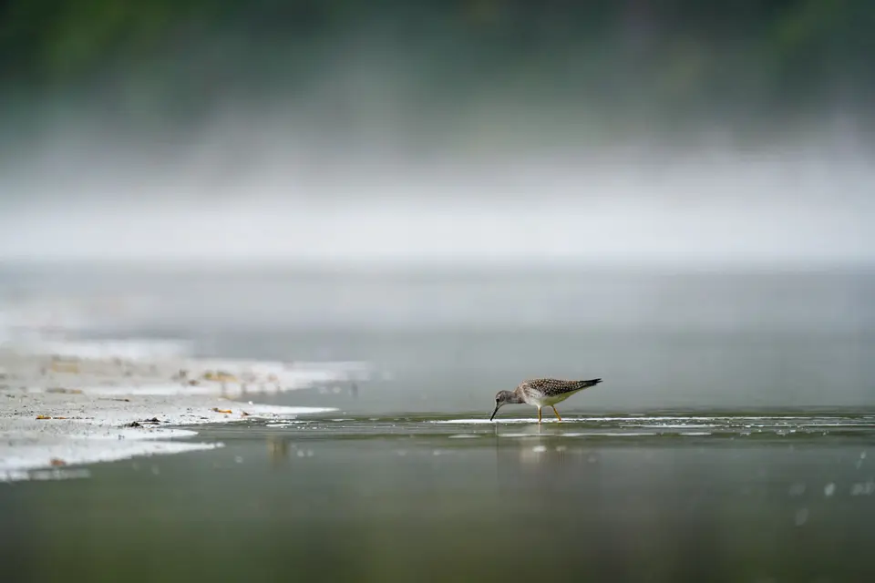 Wasserläufer stochert im Flachwasser bei Nebel