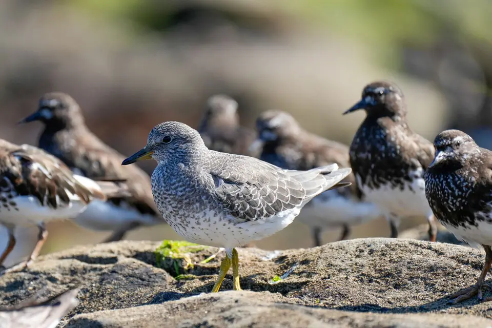 Meerstrandläufer im Schwarm auf einem Felsen