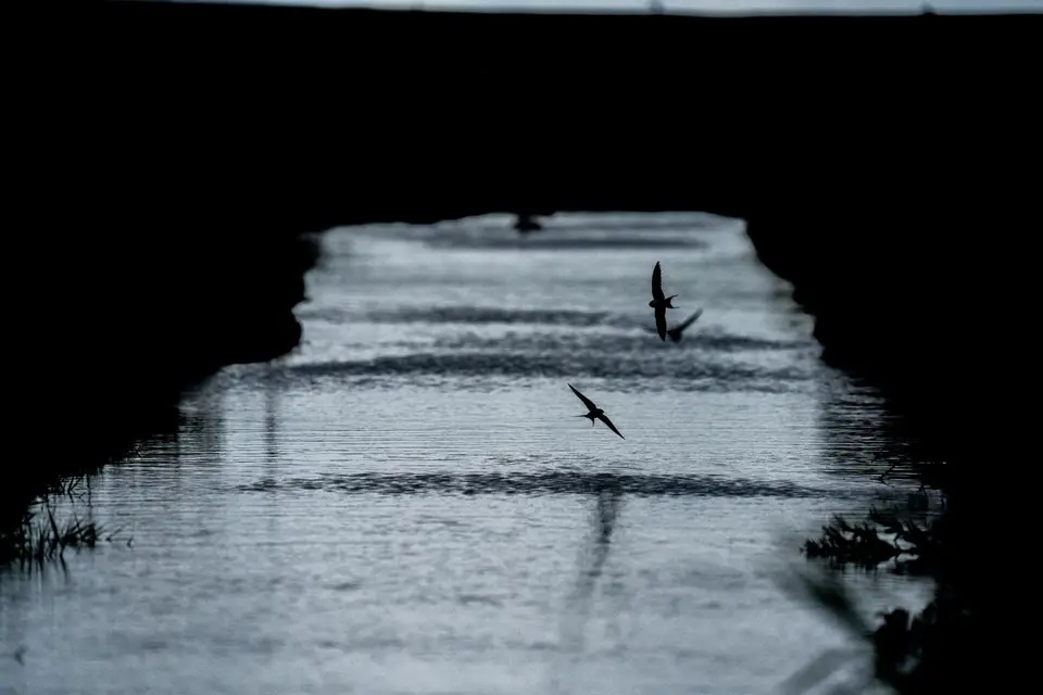 Schwalben jagen über einem stillen Wasserlauf