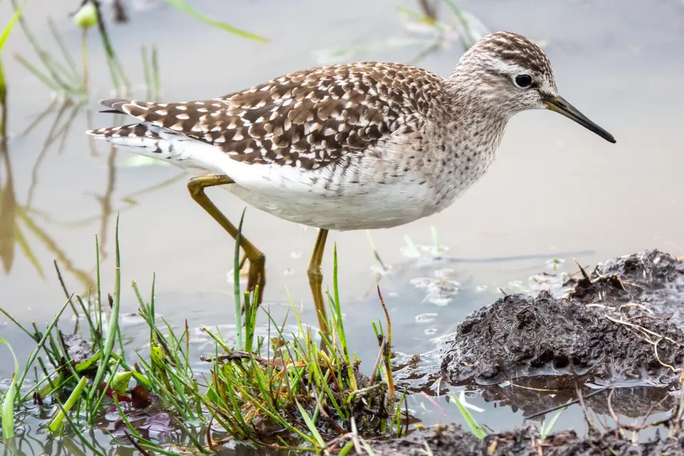 Bruchwasserläufer im Uferschlamm zwischen Gras