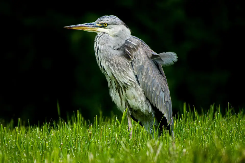 Graureiher steht aufmerksam im hohen Gras