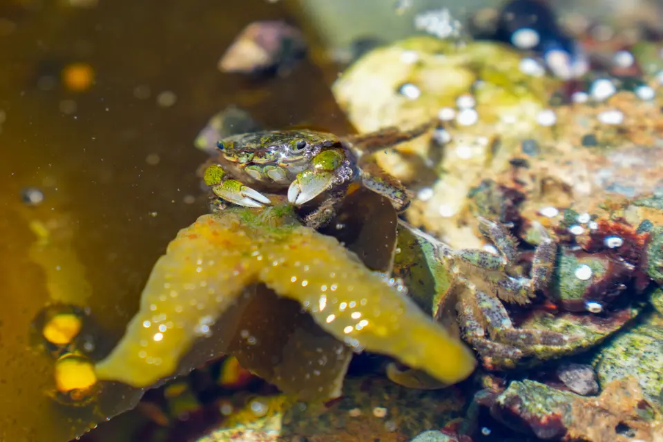 Strandkrabbe zwischen Seesternen im Gezeitentümpel