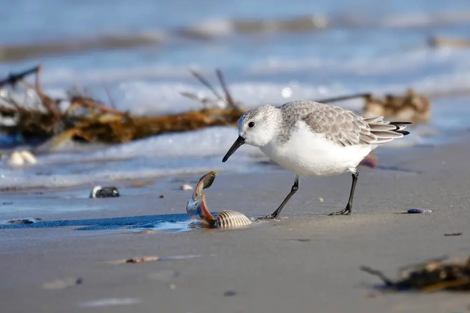 Sanderling sucht Nahrung an einer Muschel im Sand