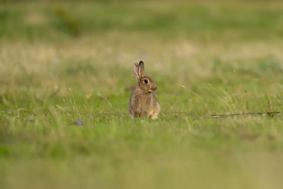 Wildkaninchen sitzt aufmerksam in der Wiese