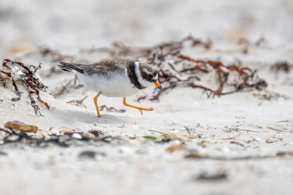 Sandregenpfeifer läuft über hellen Dünensand