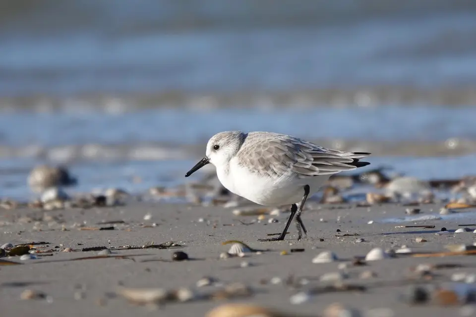Sanderling am Spülsaum zwischen Muscheln