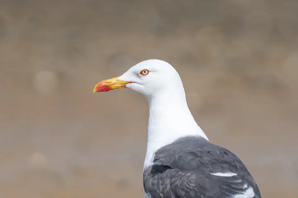 Mantelmöwe im Porträt vor sandigem Hintergrund