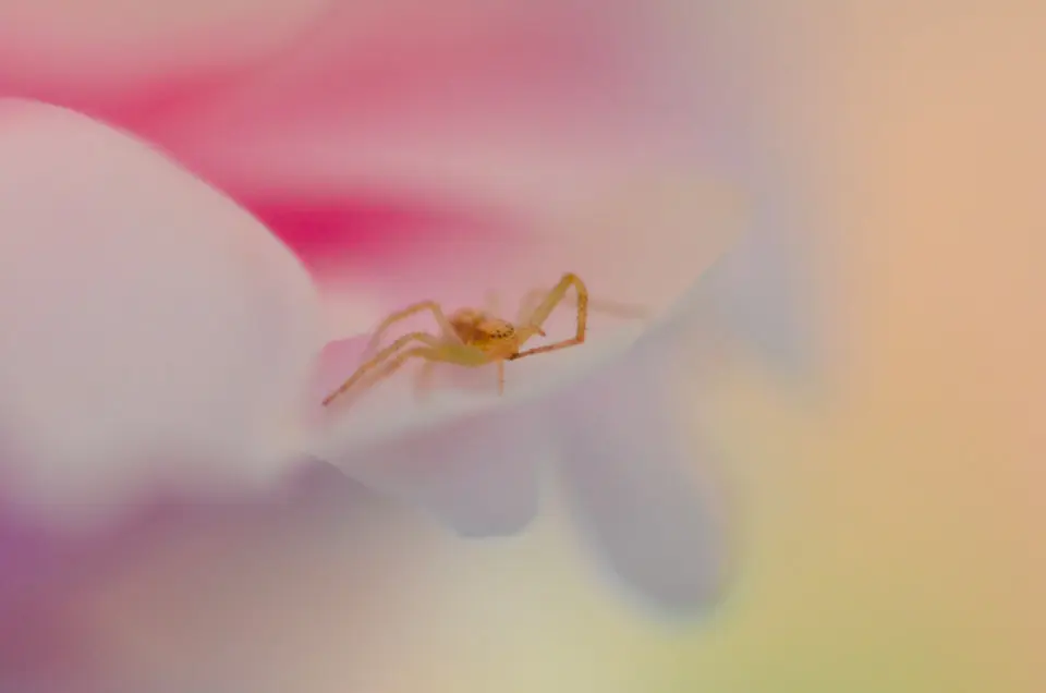 Krabbenspinne in einer pastellfarbenen Blüte