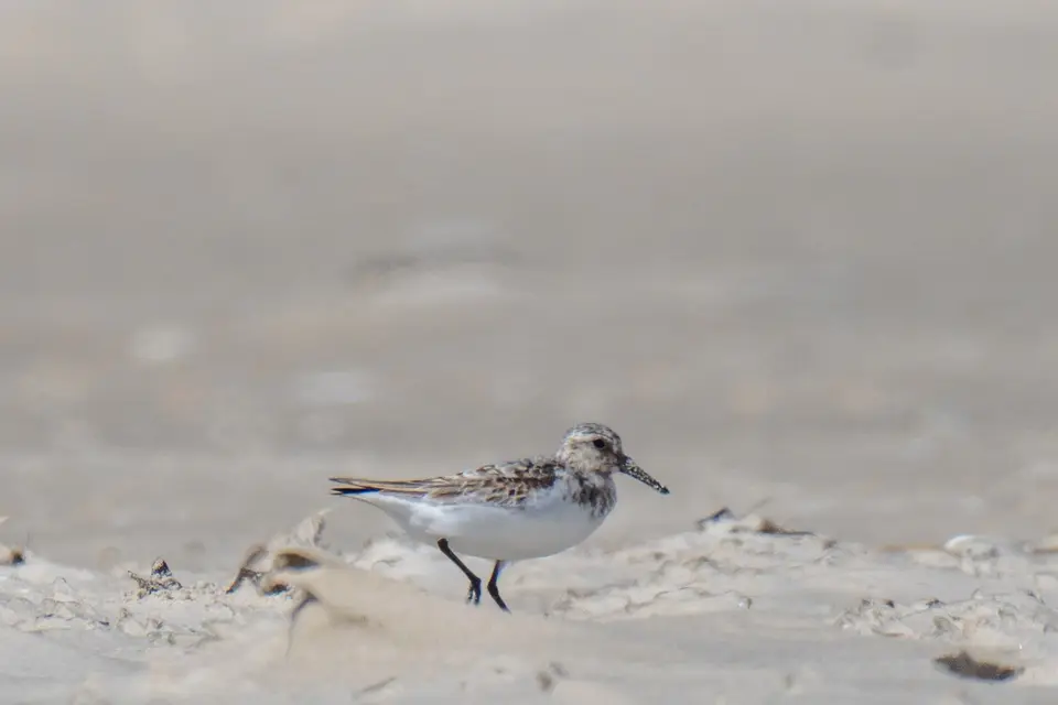 Sanderling im Watt vor sanftem Sandhintergrund